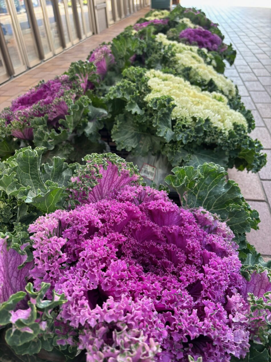 葉牡丹入荷しました